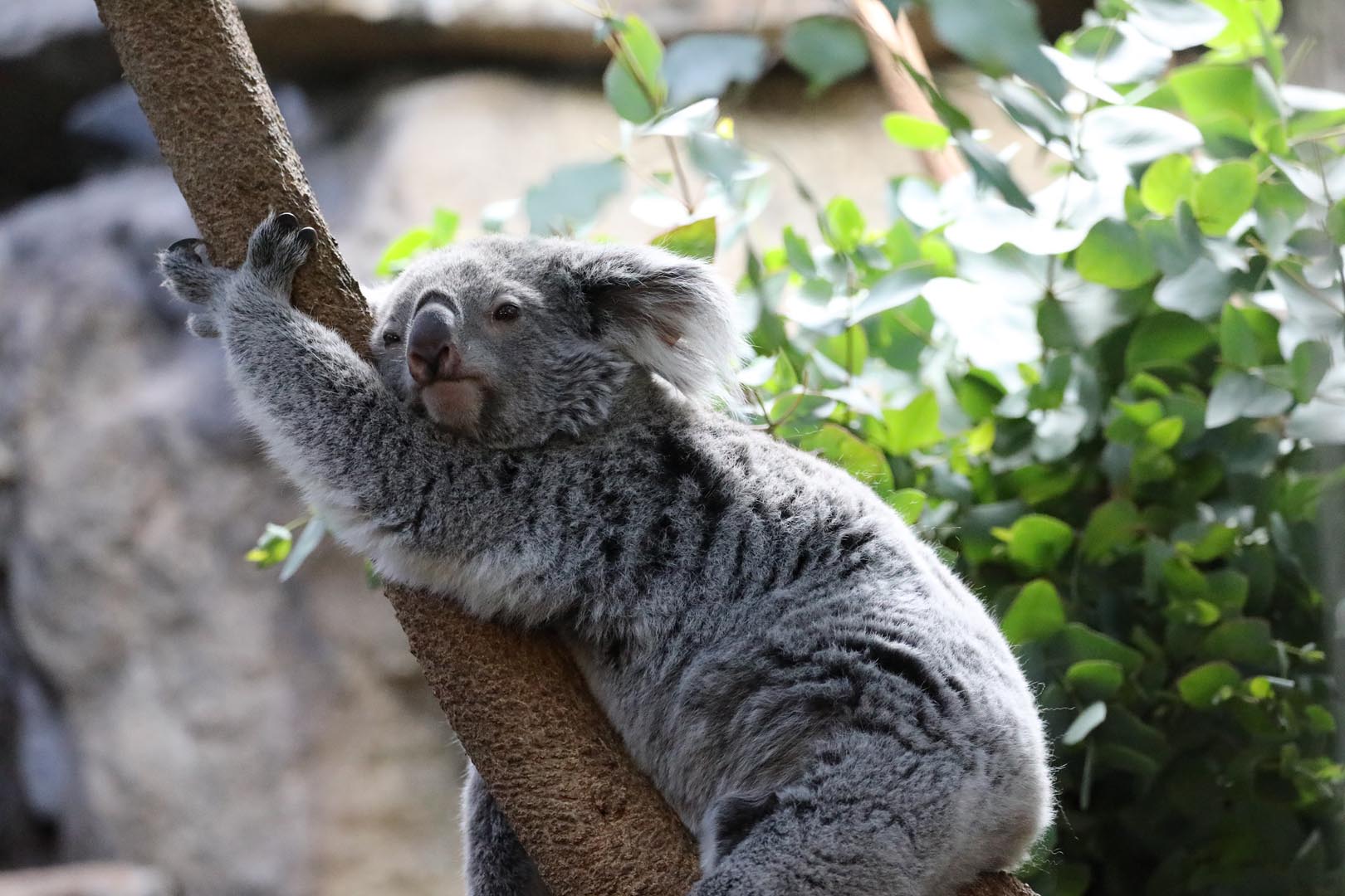 Queensland koala leaning on to branch with one arm up facing toward camera Image: ALLIE MCGREGOR 2024